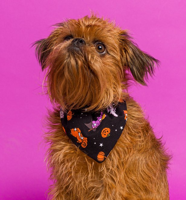 Care Bears Spooky All Over Print Pet Bandana